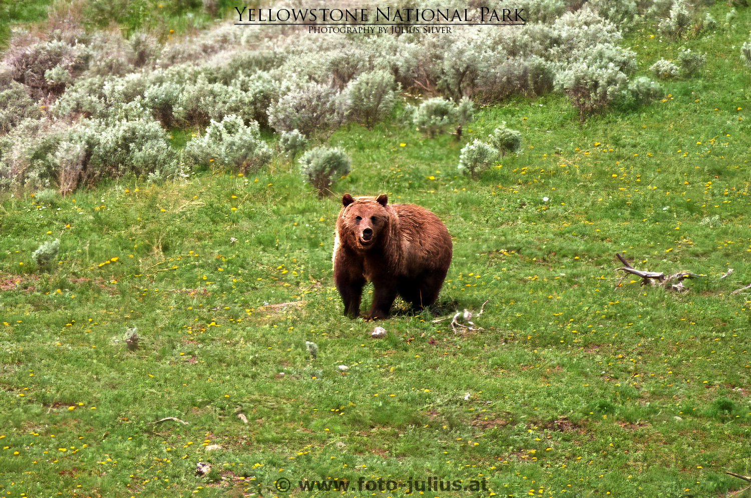 y060a_Grizzly_Bear_Yellowstone.jpg, 1,1MB