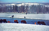 Yellowstone National Park, Bisons, Photo Nr.: y093