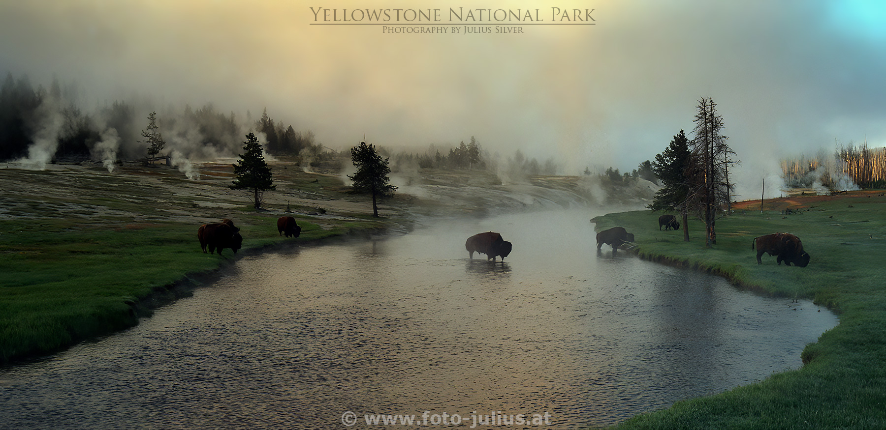 y102a_Bisons_Yellowstone.jpg, 546kB