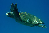 Zakynthos, Caretta caretta, Loggerhead Sea Turtle, Unechte Karettschildkröte  Photo Nr.: zak187