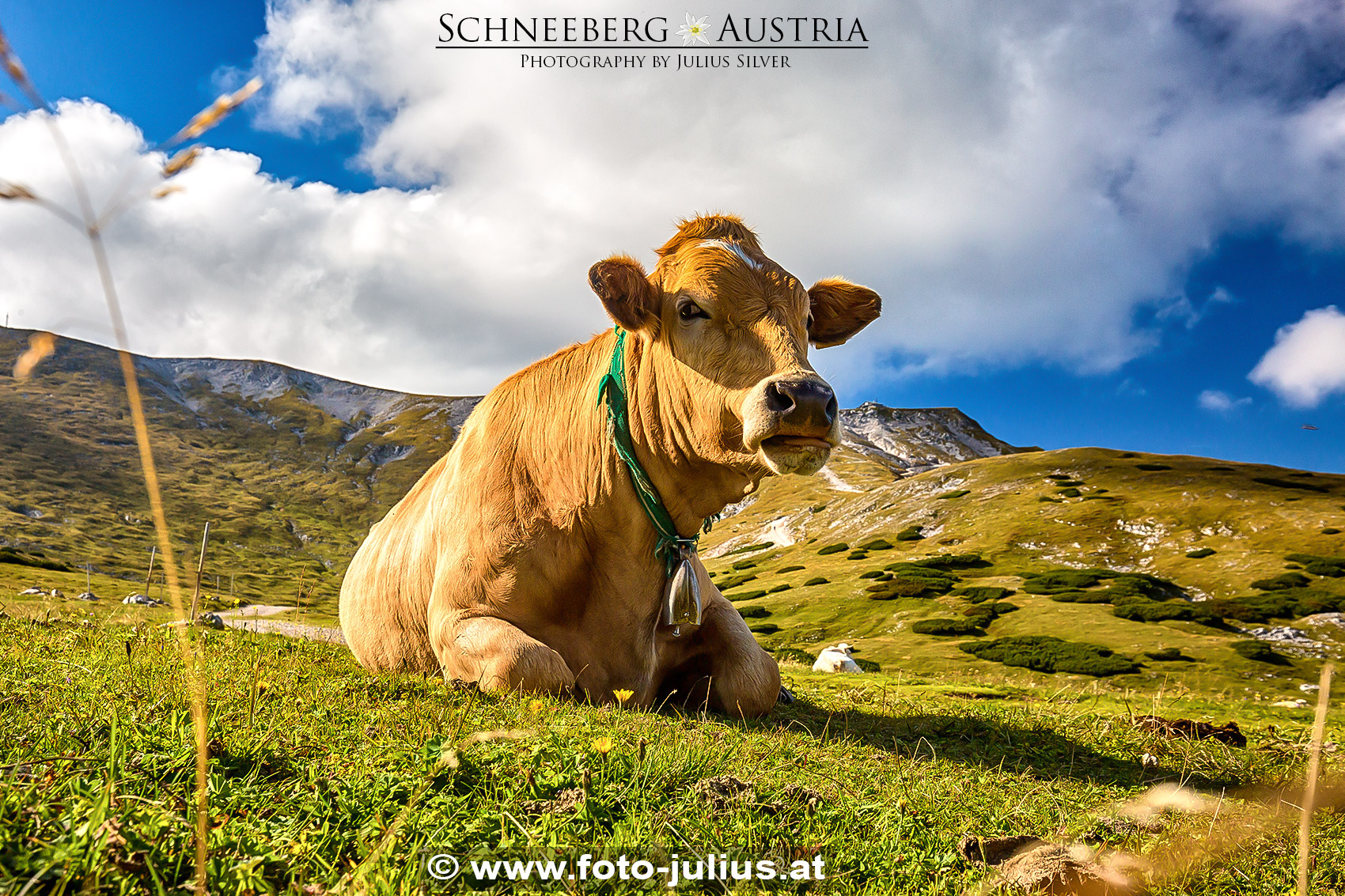 2052a_Schneeberg_Kuh.jpg, 999kB