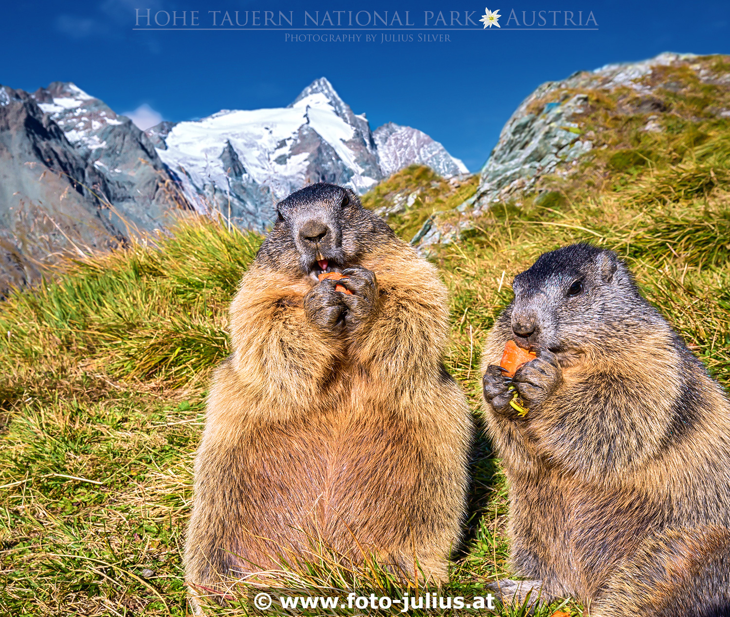 2103a_Murmeltiere_Grossglockner.jpg, 1,4MB