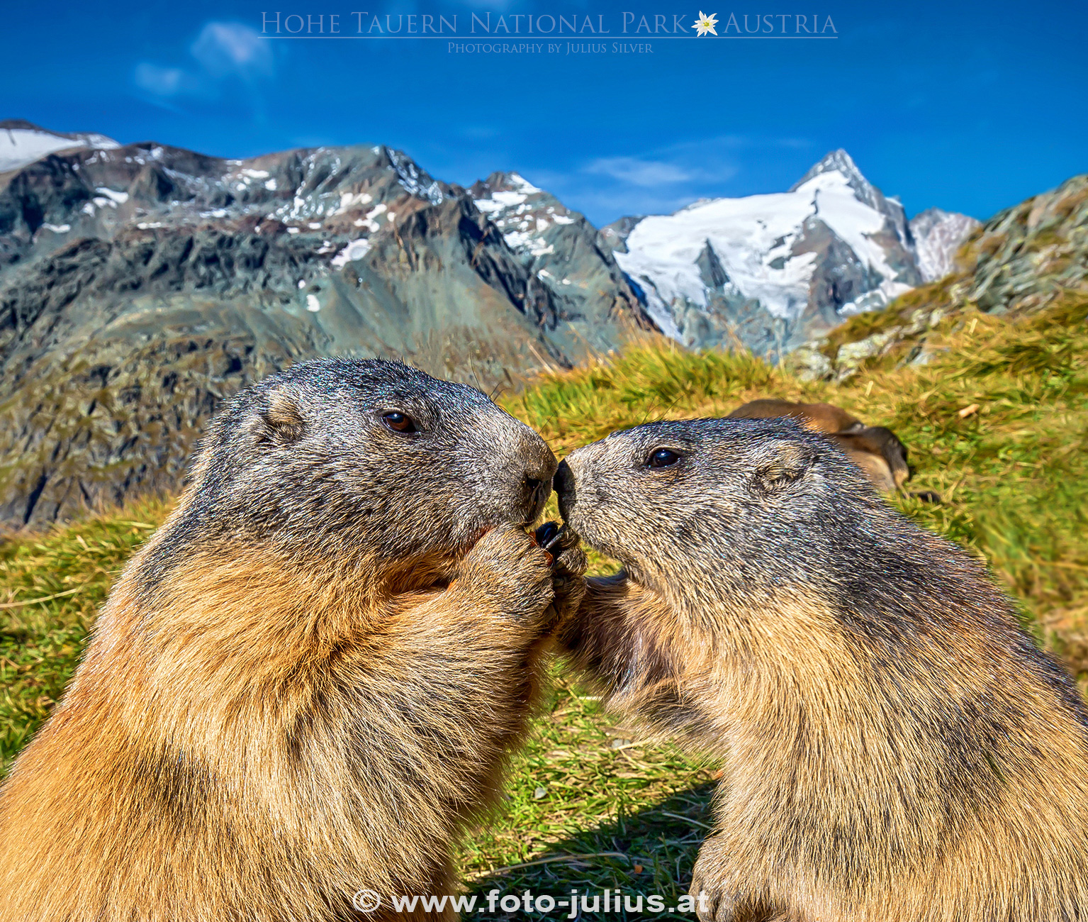 2104a_Murmeltiere_Grossglockner.jpg, 1,3MB