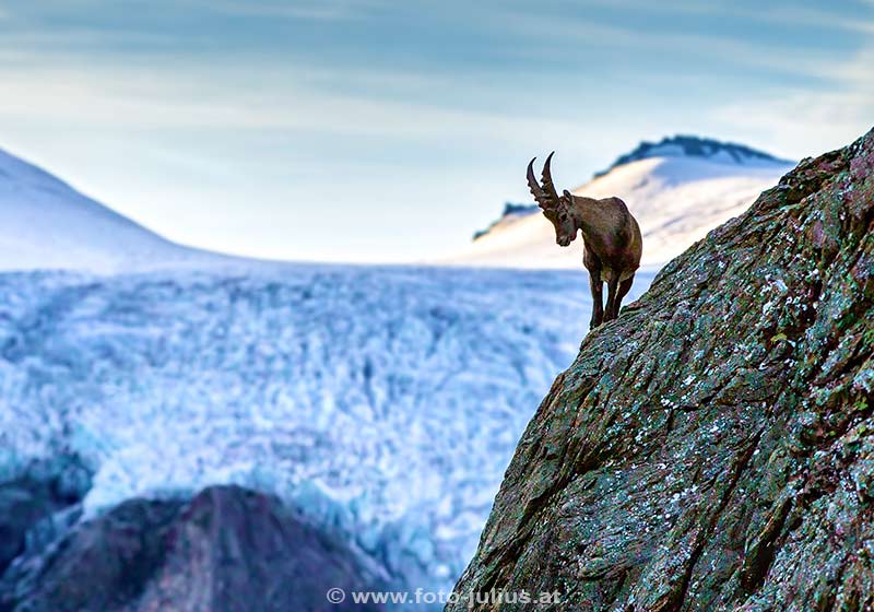 2111b_Pasterze_Steinbock_Hohe_Tauern.jpg, 160kB