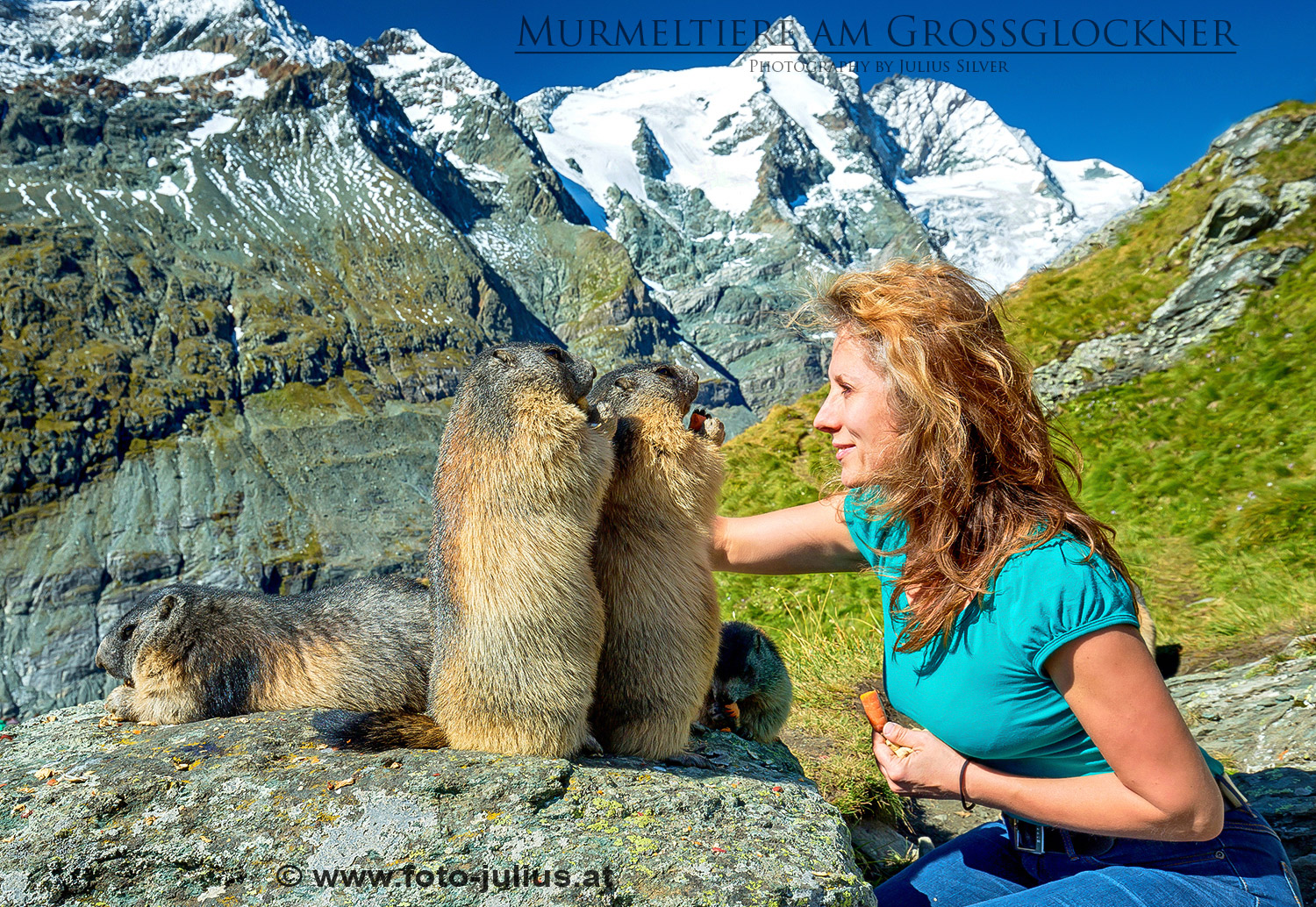 2259a_Murmeltiere_alpine_marmot_1.jpg, 874kB