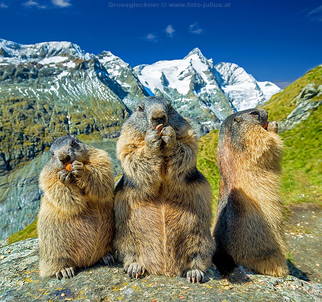 2263b_Murmeltiere_alpine_marmot_Grossglockner.jpg, 354kB