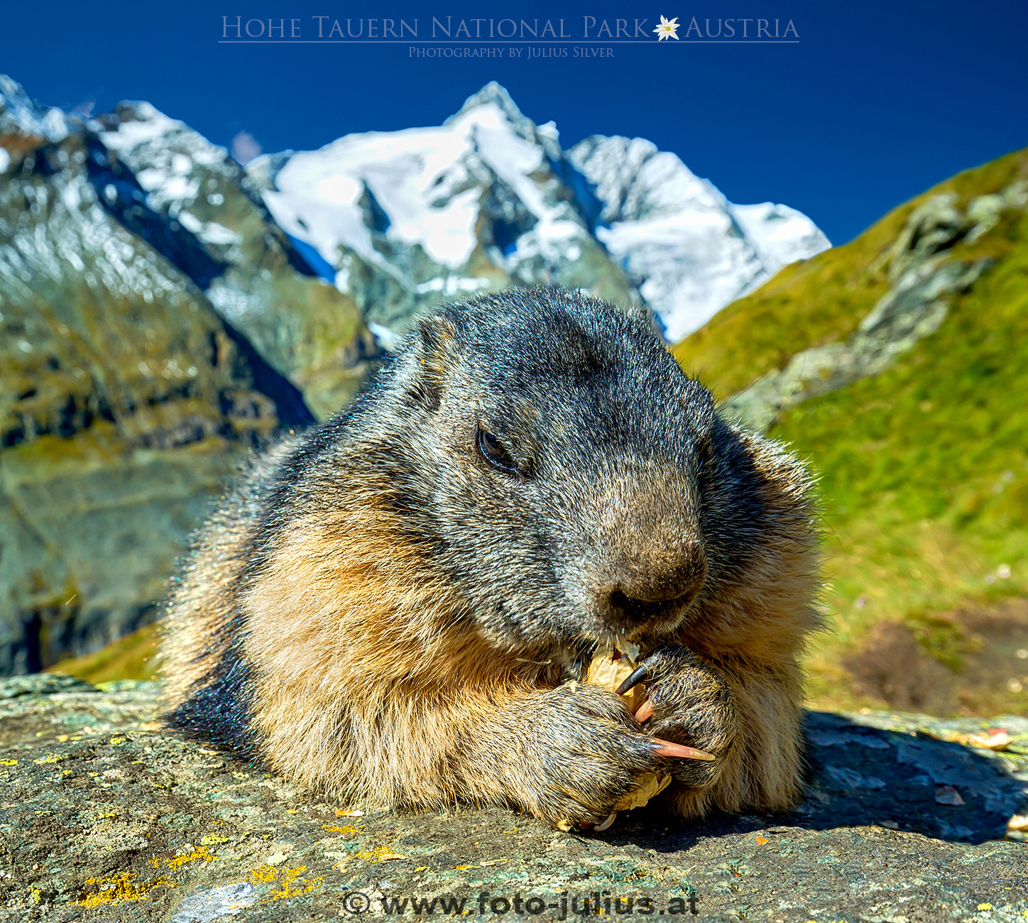 2265a_Murmeltiere_alpine_marmot.jpg, 1,1MB