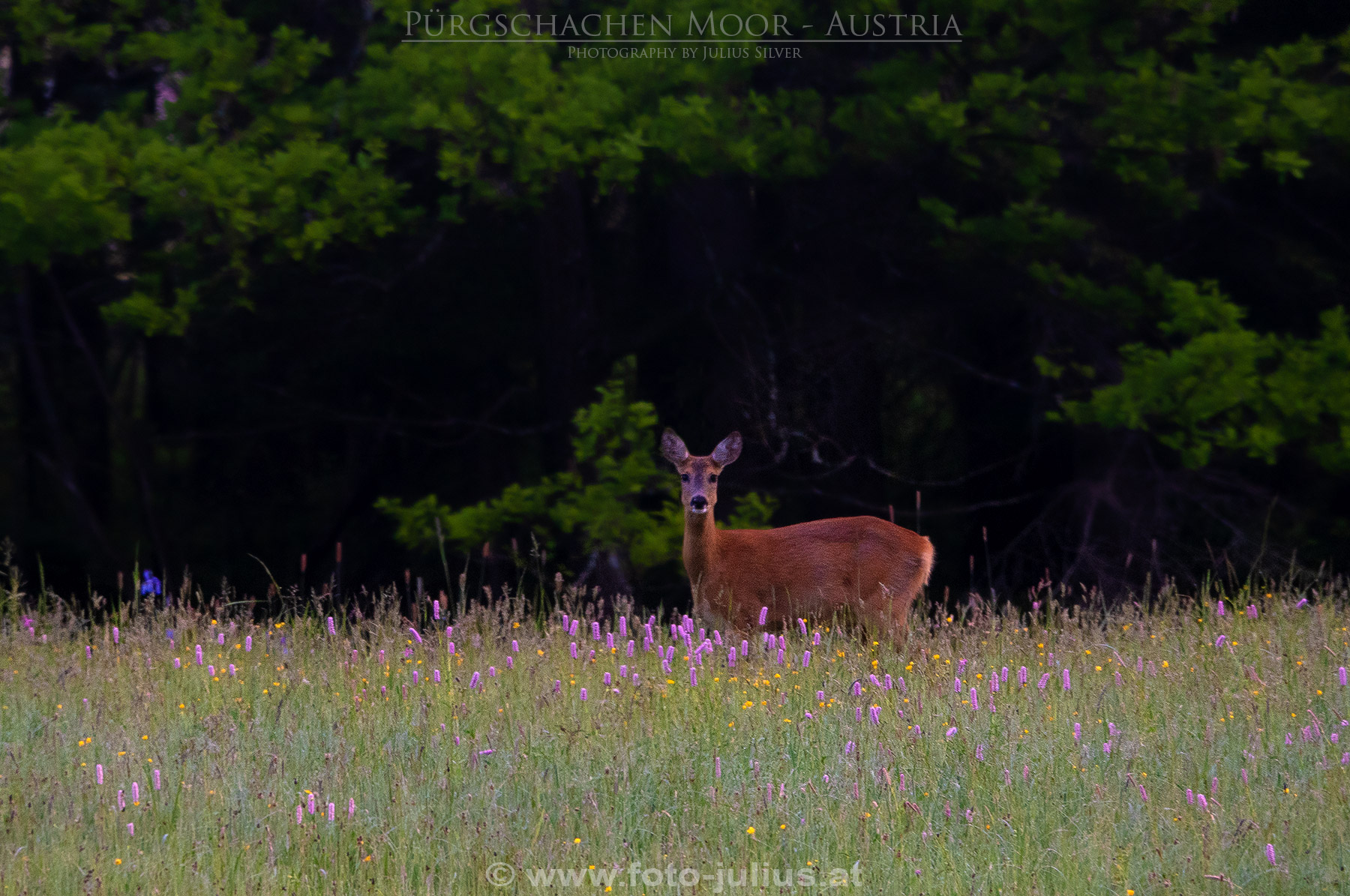 2668a_Gesause_Ardning_Purgschachen_Moor.jpg, 564kB