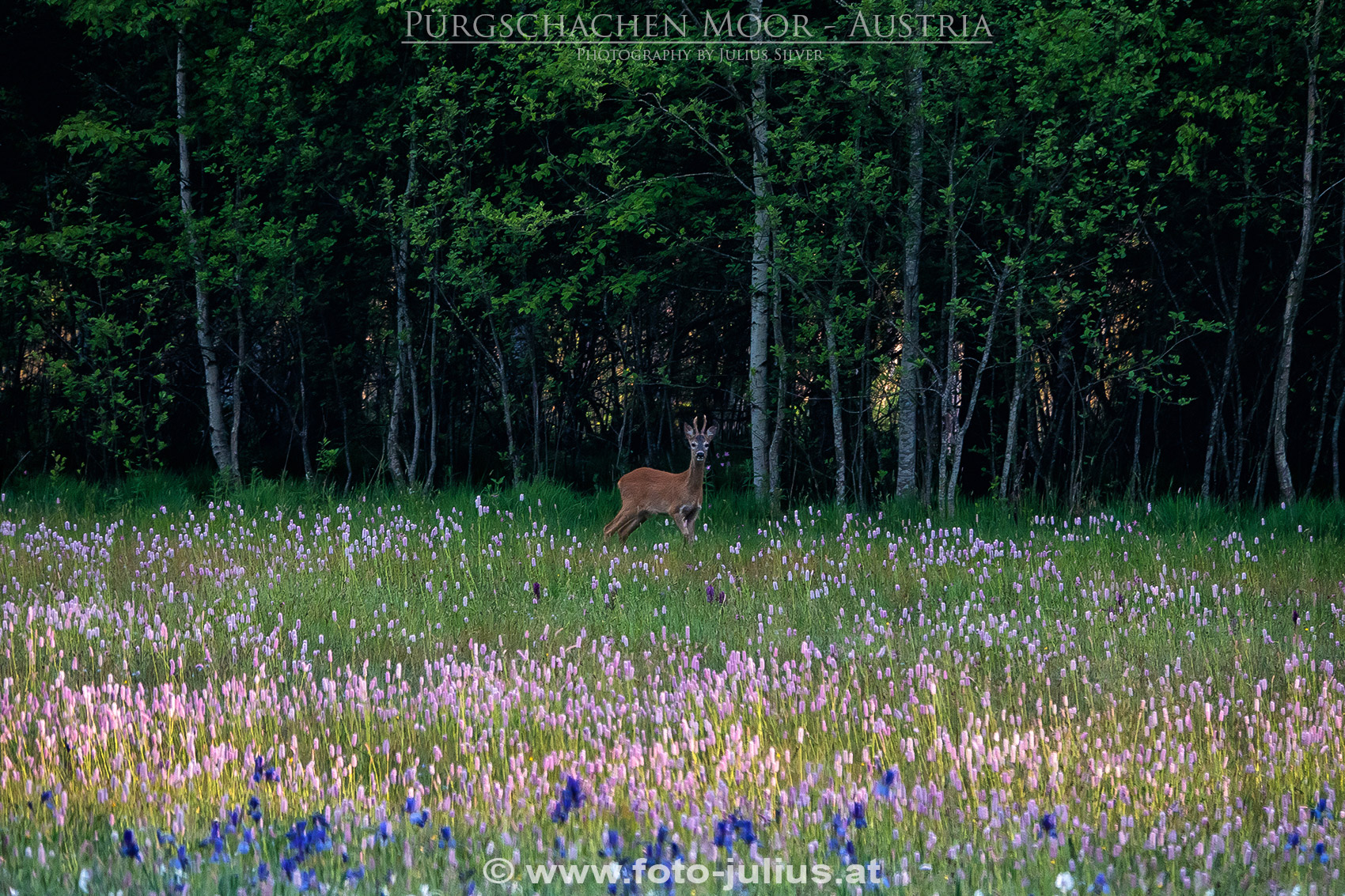 2669a_Gesause_Ardning_Purgschachen_Moor.jpg, 945kB