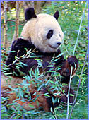 Austria, Vienna, ZOO (Schoenbrunner Tiergarten), Photo Nr.: Anim 056