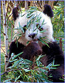 Austria, Vienna, ZOO (Schoenbrunner Tiergarten), Photo Nr.: Anim 057