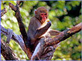 Austria, Vienna, ZOO (Schoenbrunner Tiergarten), Photo Nr.: Anim 061