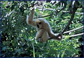 Austria, Vienna, ZOO (Schoenbrunner Tiergarten), Photo Nr.: Anim 077