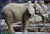 Austria, Vienna, ZOO (Schoenbrunner Tiergarten), Photo Nr.: Anim 079