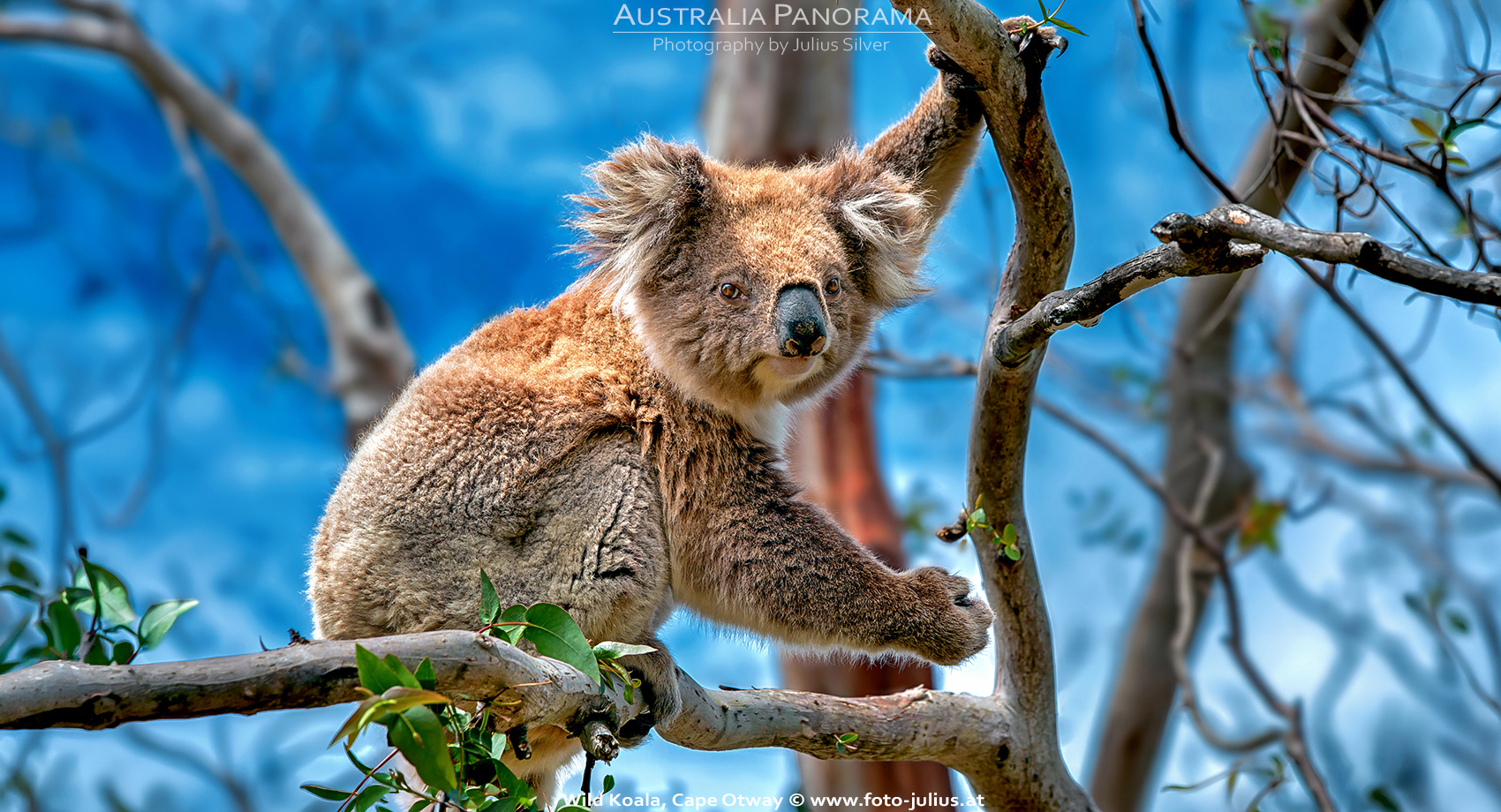 Australia_095a_Wild_Koala_Cape_Otway.jpg, 960kB