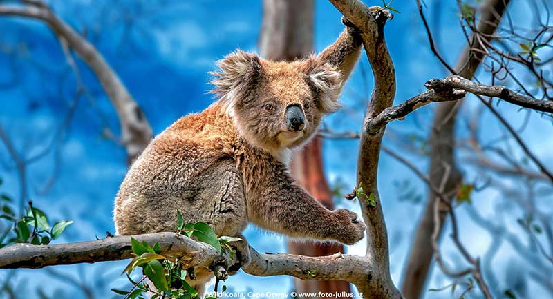 Australia_095_Wild_Koala_Cape_Otway.jpg