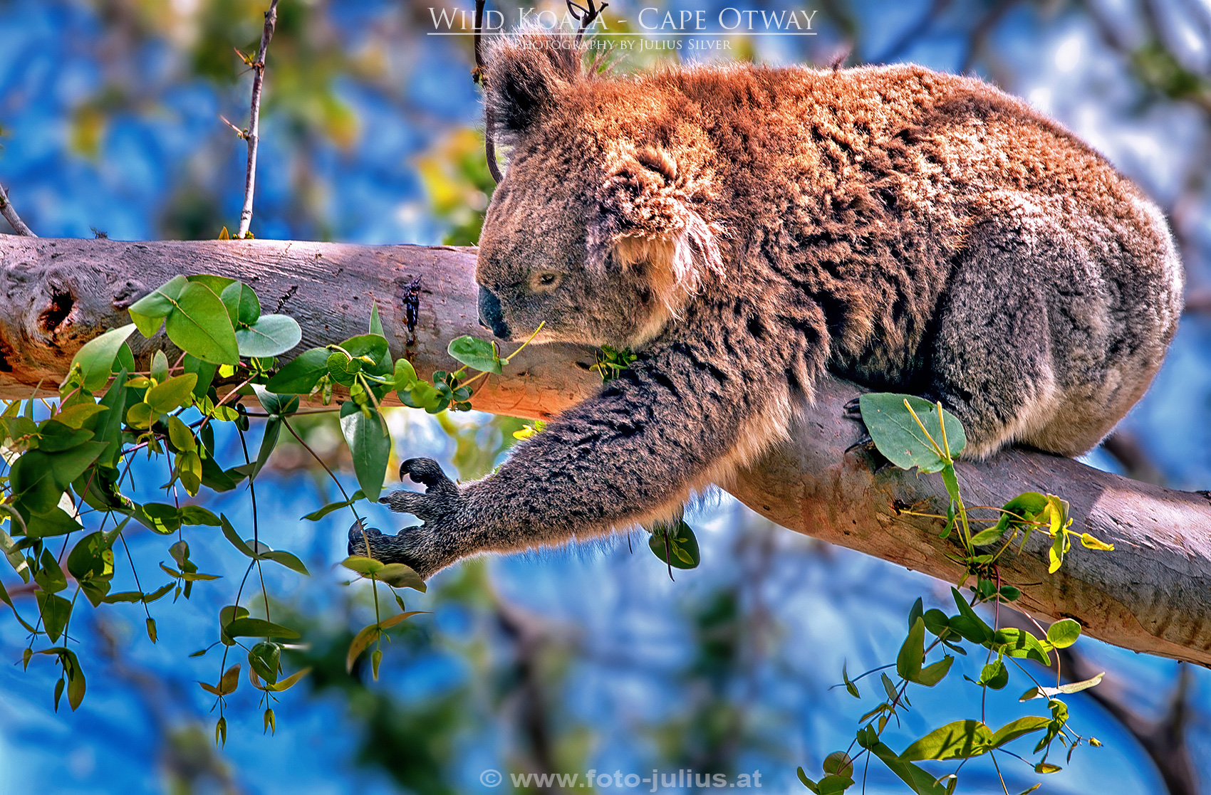 Australia_097a_Wild_Koala_Cape_Otway.jpg, 1,1MB