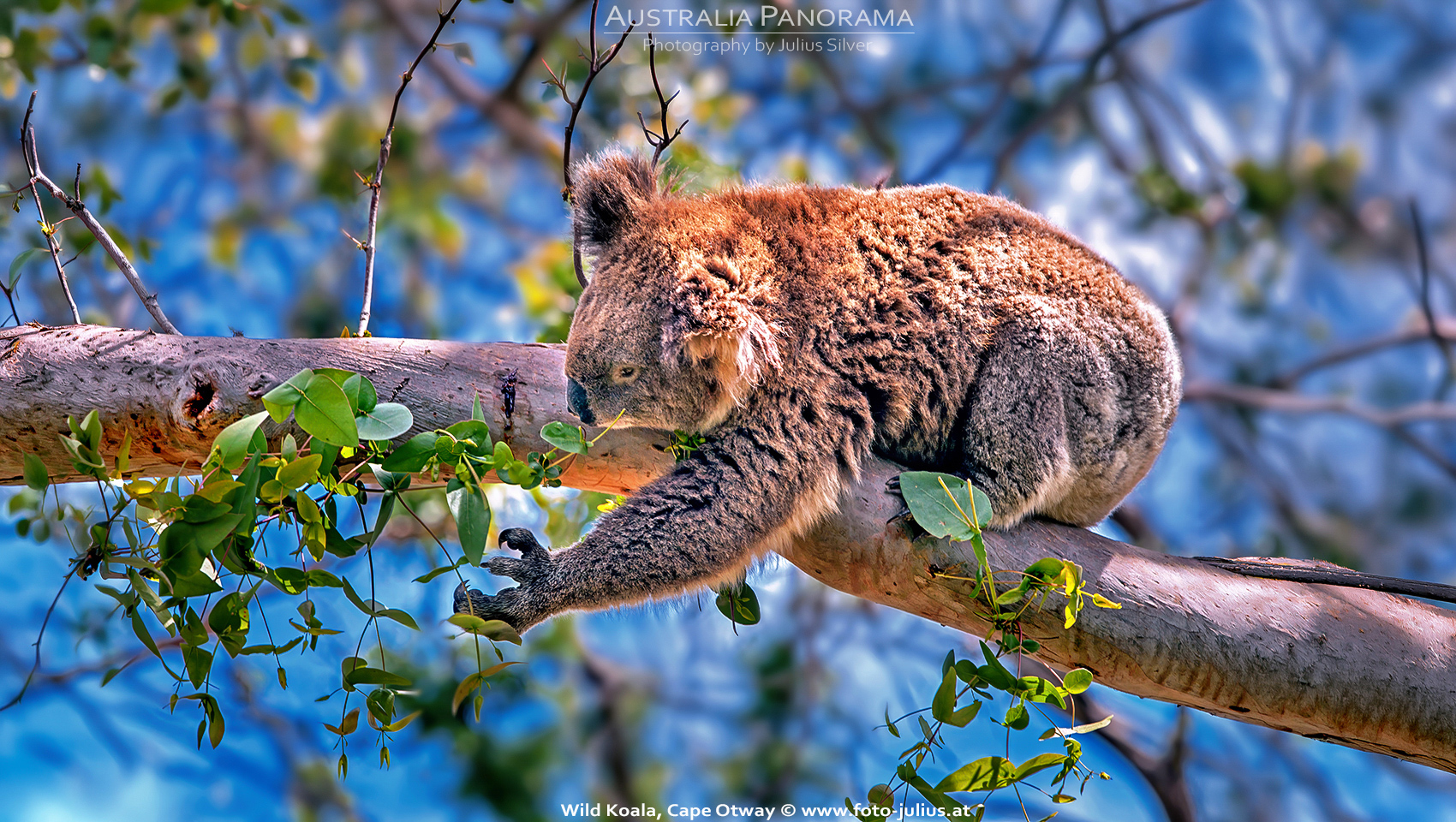 Australia_097a_Wild_Koala_Cape_Otway.jpg, 1,1MB