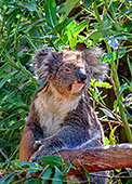 Australia_105_Kangaroo_Island_Koala.jpg, 21kB