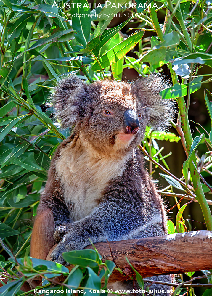 Australia_105a_Kangaroo_Island_Koala.jpg, 753kB