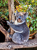Australia_107_Kangaroo_Island_Koala.jpg, 19kB