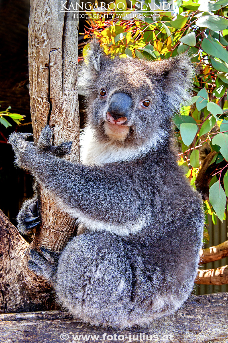 Australia_107a_Kangaroo_Island_Koala.jpg, 865kB