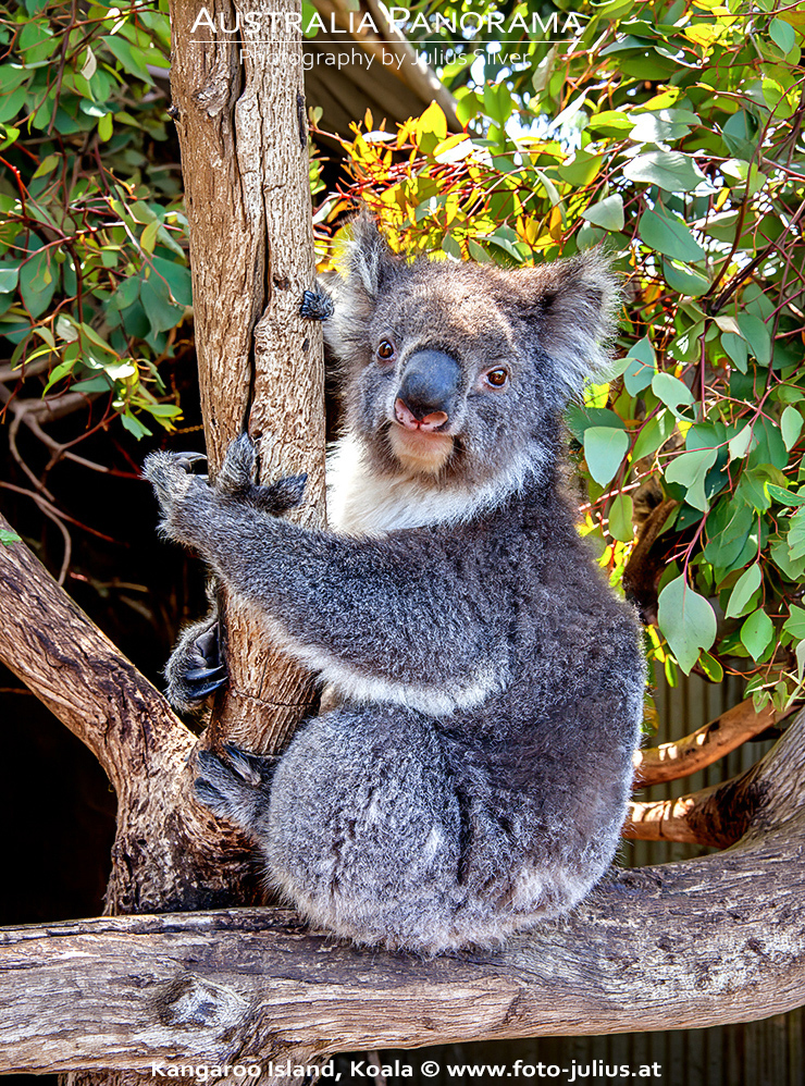 Australia_107a_Kangaroo_Island_Koala.jpg, 896kB