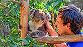 Australia_109_Kangaroo_Island_Koala.jpg, 15kB