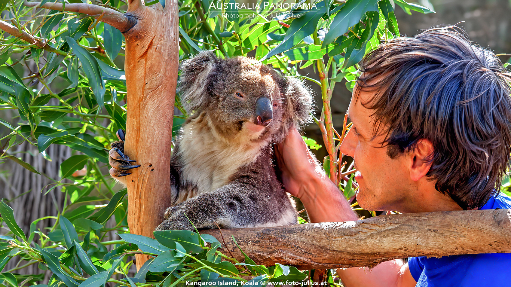 Australia_109a_Kangaroo_Island_Koala.jpg, 1,4MB