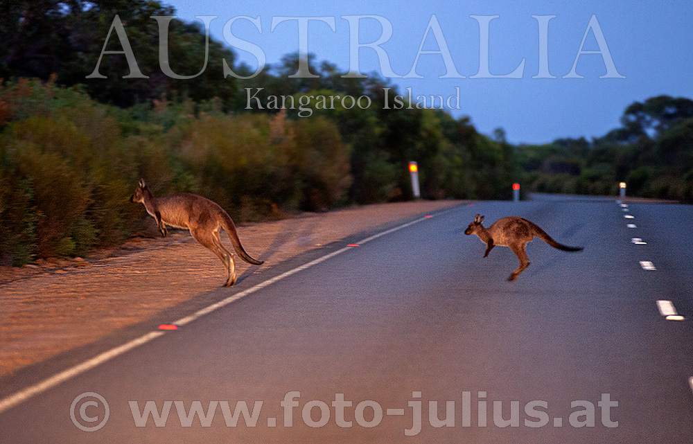 Australia_137+Kangaroo_Island.jpg, 252kB
