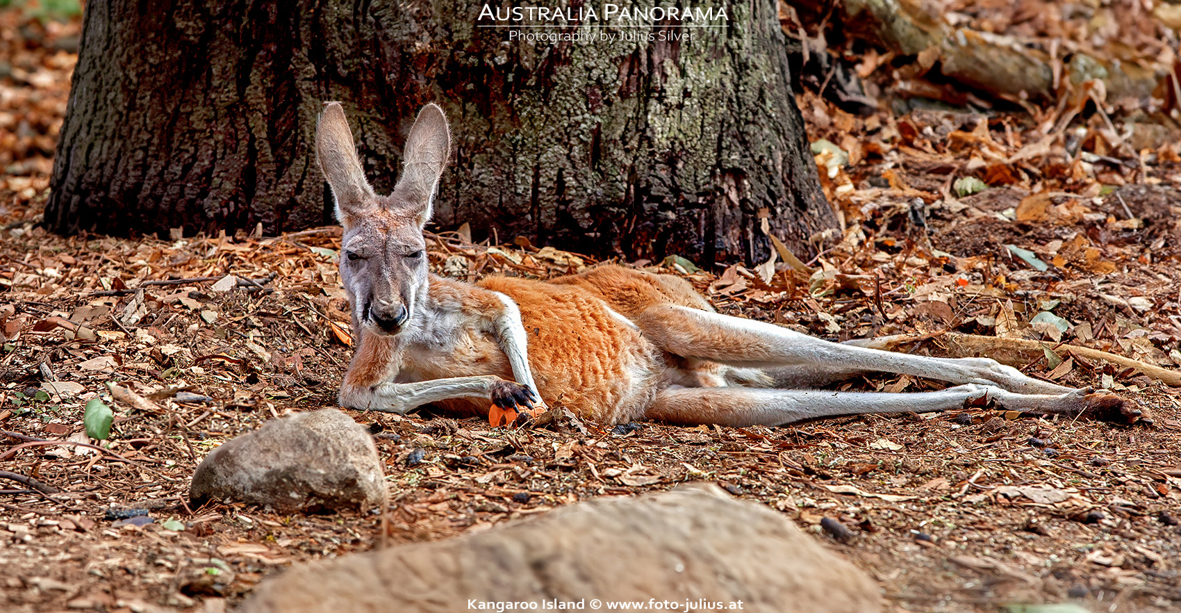 Australia_138a_Kangaroo_Island.jpg, 1,0MB