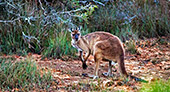 Australia_139_Kangaroo_Island.jpg, 13kB