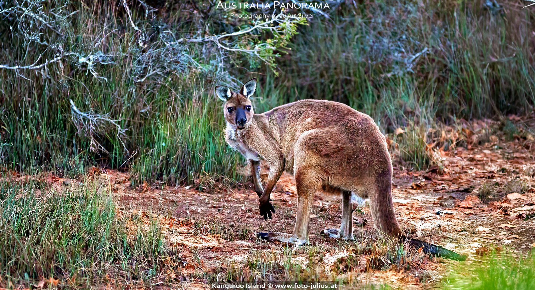 Australia_139a_Kangaroo_Island.jpg, 1,1MB