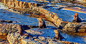 Australia_144_Kangaroo_Island.jpg, 15kB