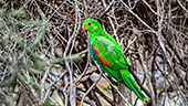 Australia_261_Rainbow_Jungle.jpg, 14kB