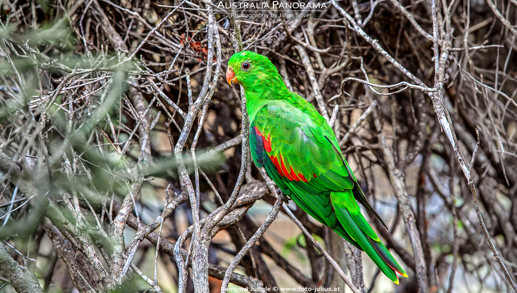 Australia_261a_Rainbow_Jungle.jpg, 921kB
