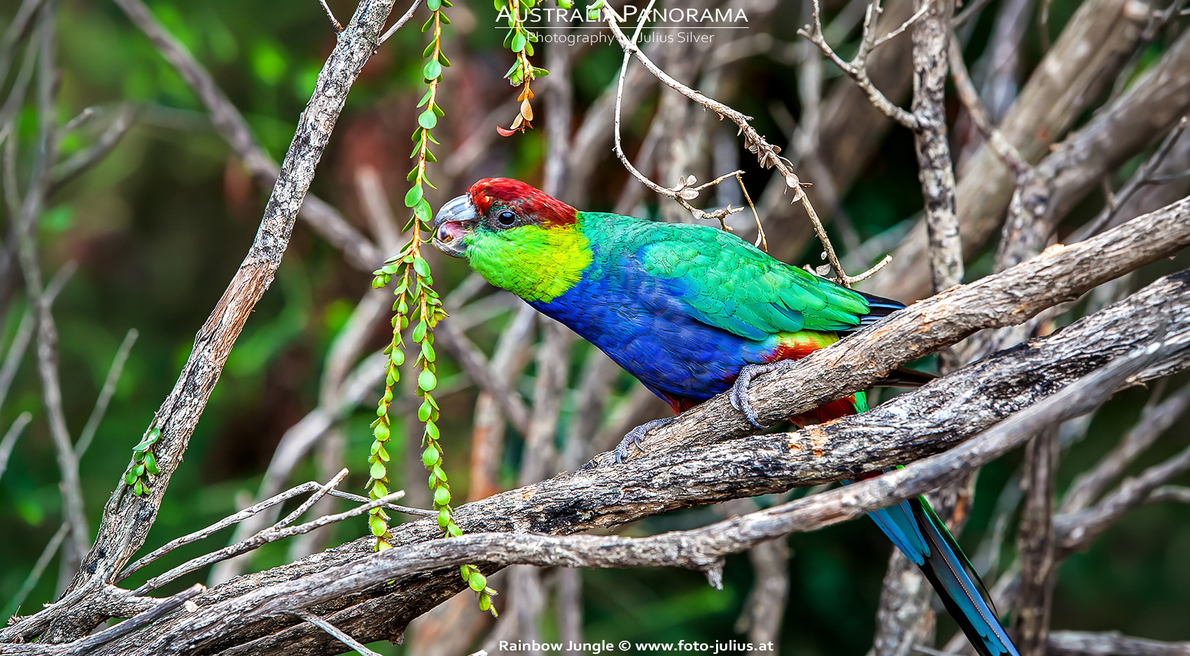 Australia_263a_Rainbow_Jungle.jpg, 810kB