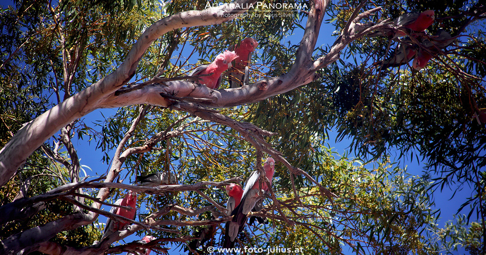 australia_452a.jpg, 1,3MB
