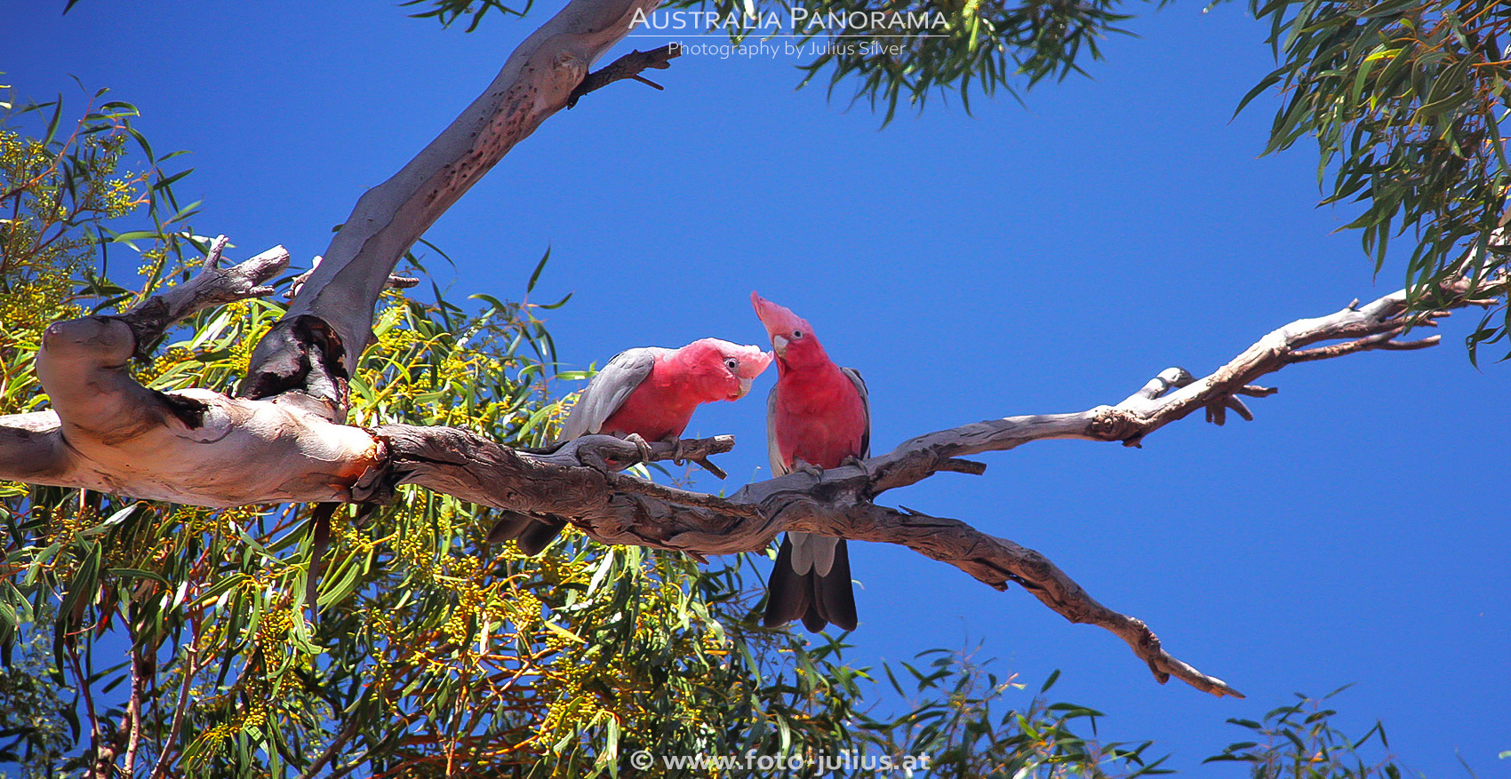 australia_453a.jpg, 905kB