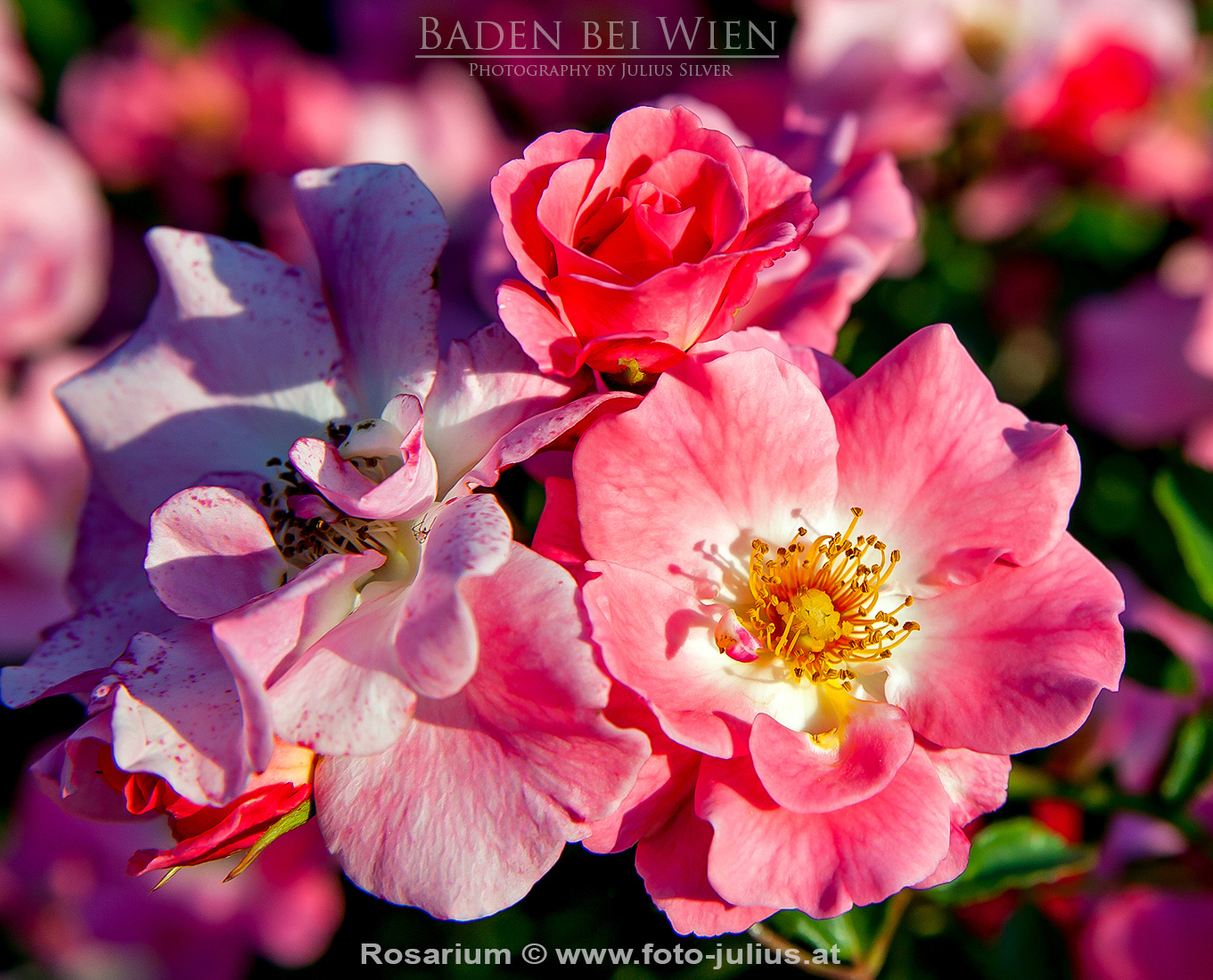 baden463a_Rosarium.jpg, 576kB