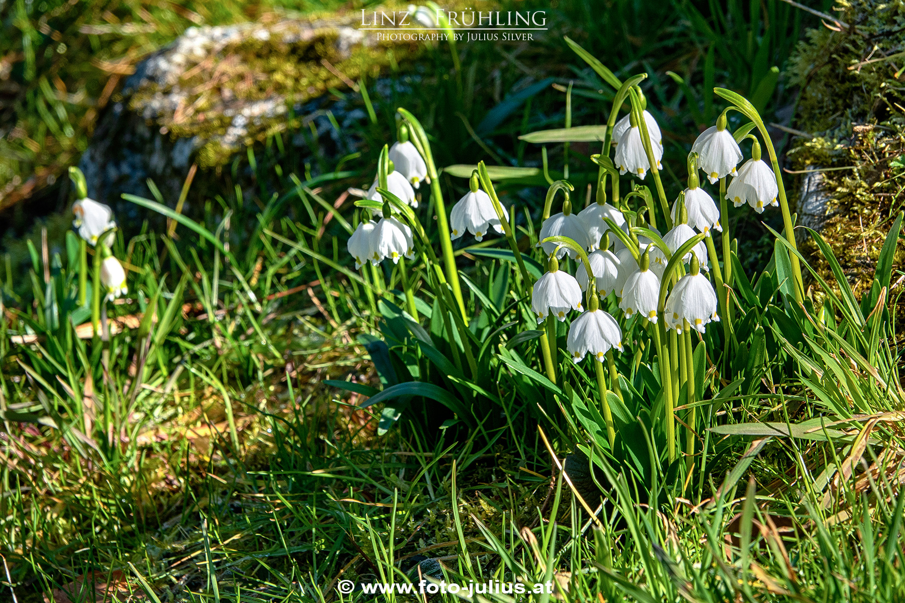 Linz_197a_Botanischer_Garten_Fruhling.jpg, 1,3MB