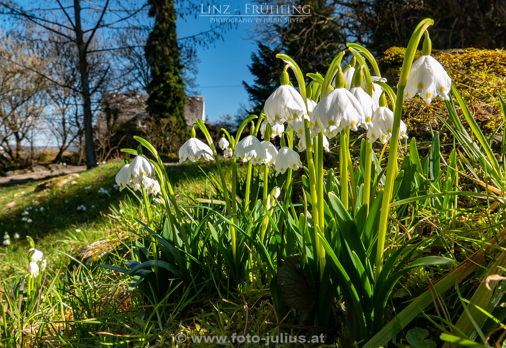 Linz_198a_Botanischer_Garten_Fruhling.jpg, 1,2MB