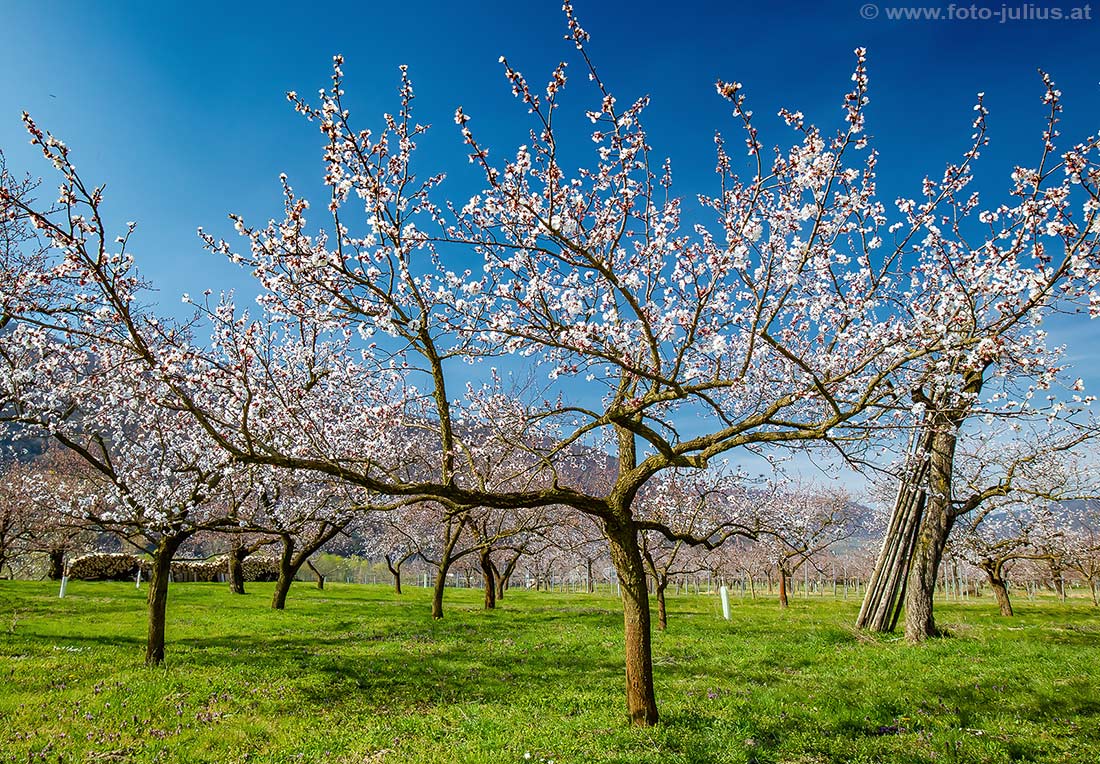 Wachau_001b_Marillenblute.jpg, 296kB