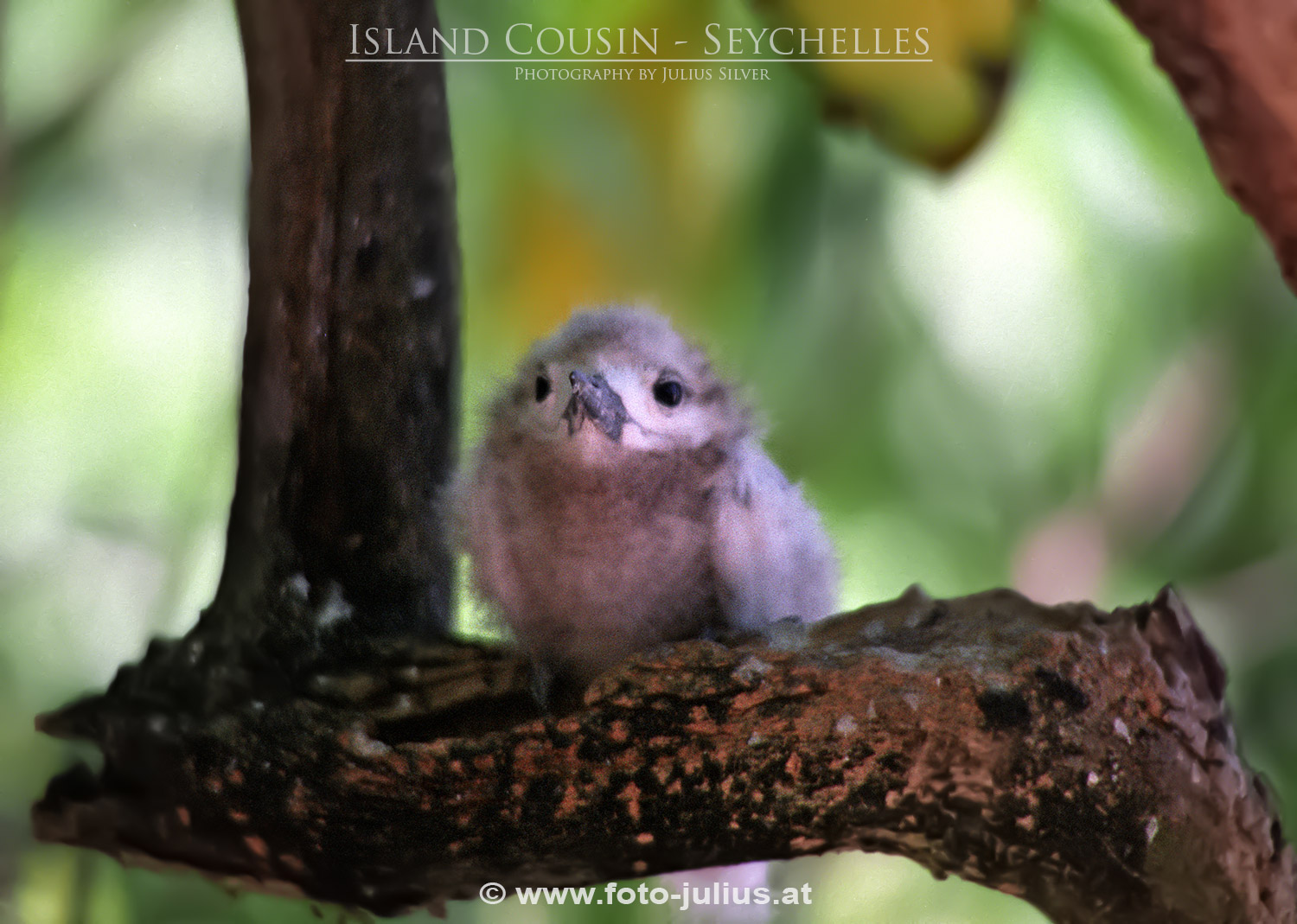 0074a_Seychelles_Island_Cousin.jpg, 319kB