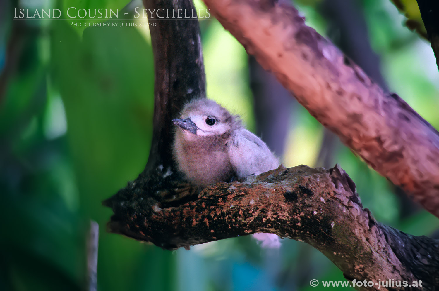 0075a_Seychelles_Island_Cousin.jpg, 263kB