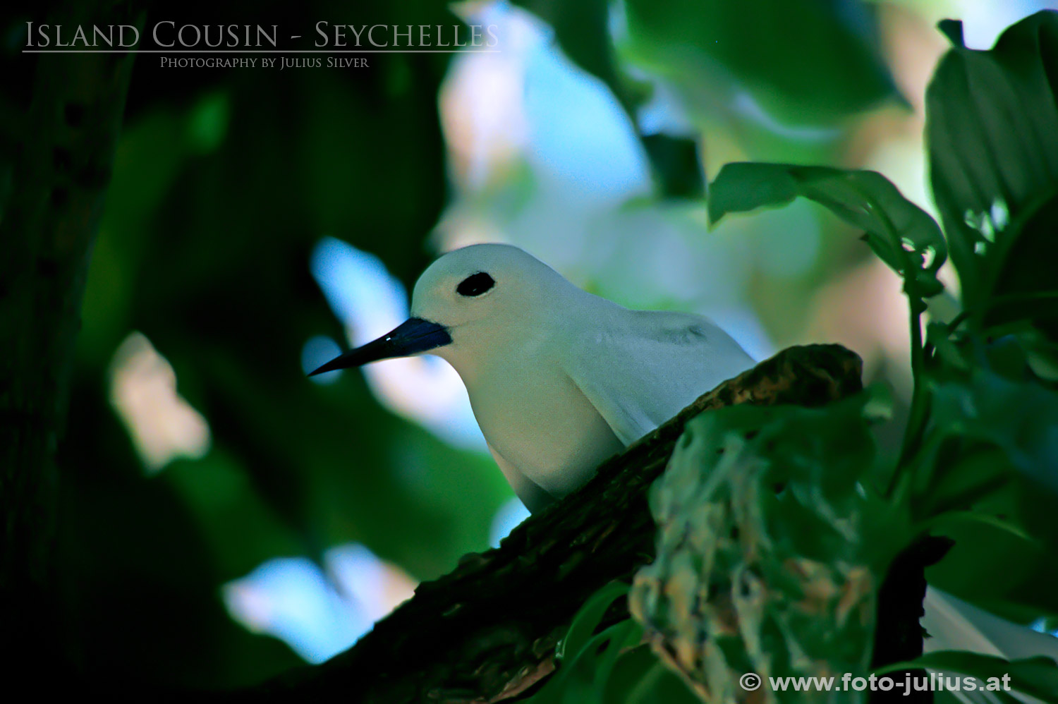 0078a_Seychelles_Island_Cousin.jpg, 213kB