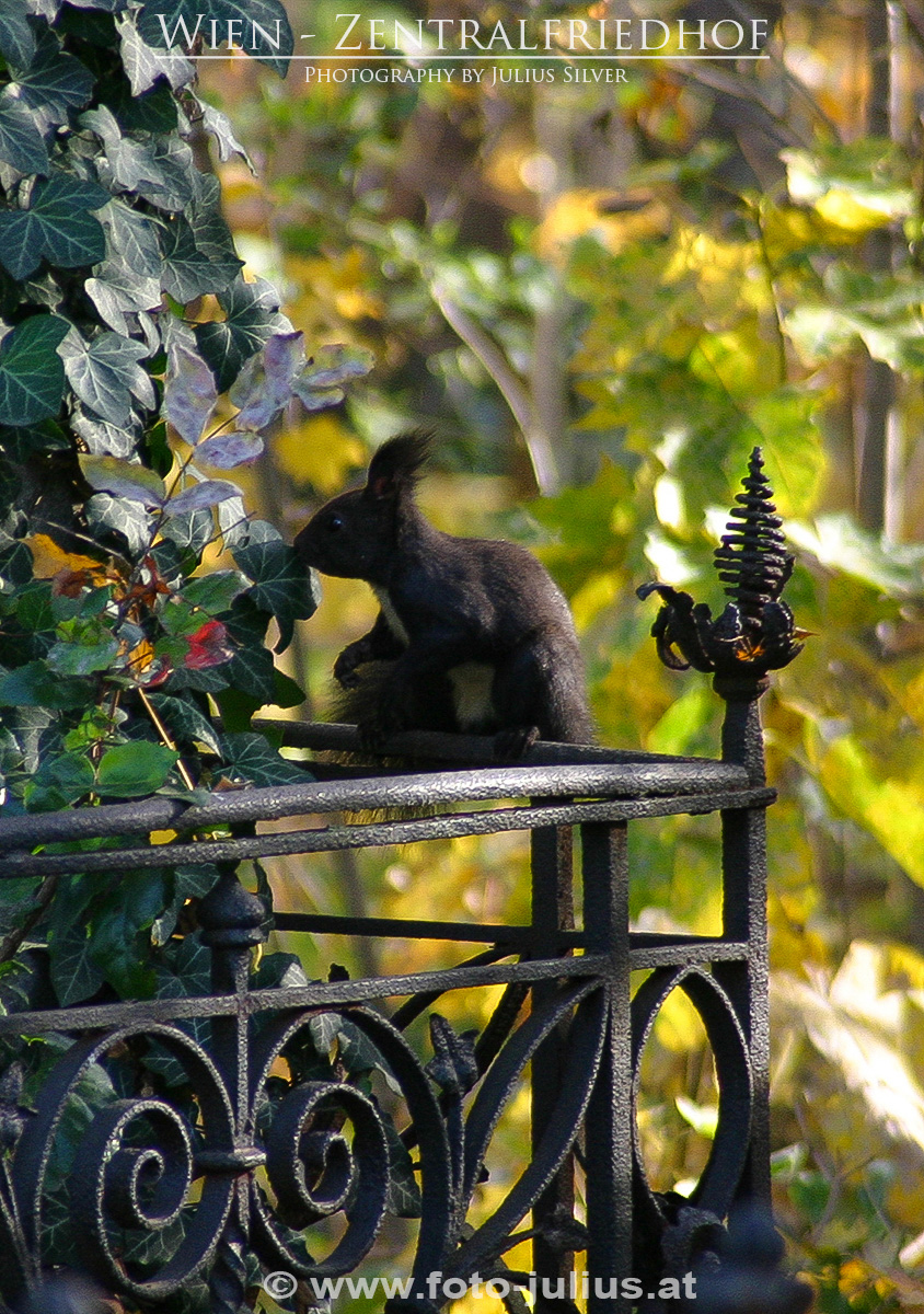 W1440a_Zentralfriedhof_Wien.jpg, 555kB