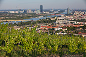 W6662_Weinberge_Wien.jpg, 21kB