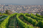 W6664_Weinberge_Wien.jpg, 20kB