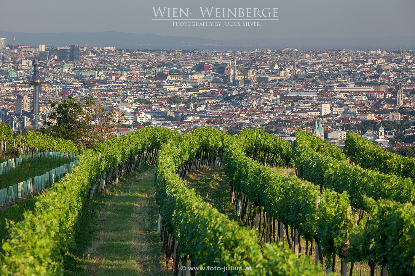 W6664a_Weinberge_Wien.jpg, 550kB